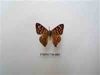 藏品(銀紋尾蜆蝶　中南部亞種)的圖片